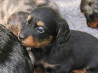Langhaardackel Welpen in schwarzrot und schwarztiger