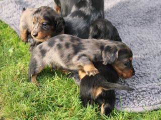 Langhaardackel Welpen in schwarzrot und schwarztiger