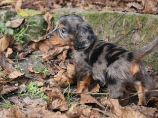 Langhaardackel Welpen in schwarzrot und schwarztiger