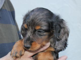 Langhaardackel Welpen in schwarzrot und schwarztiger