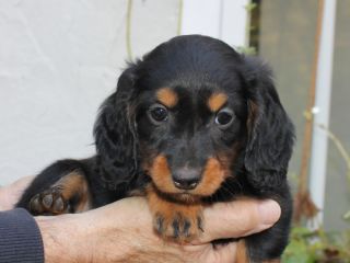 Langhaardackel Welpen in schwarzrot und schwarztiger