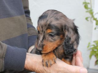 Langhaardackel Welpen in schwarzrot und schwarztiger