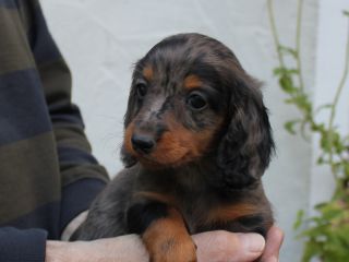 Langhaardackel Welpen in schwarzrot und schwarztiger