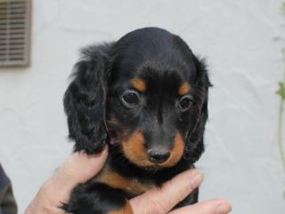 Langhaardackel Welpen in schwarzrot und schwarztiger