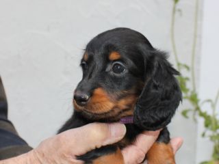 Langhaardackel Welpen in schwarzrot und schwarztiger