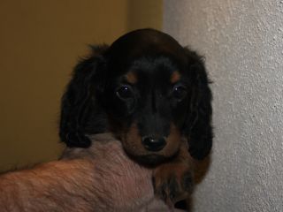 Langhaardackel Welpen in schwarzrot und schwarztiger