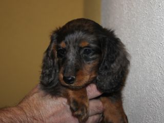 Langhaardackel Welpen in schwarzrot und schwarztiger