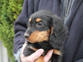 Langhaardackel Welpen in schwarzrot und schwarztiger